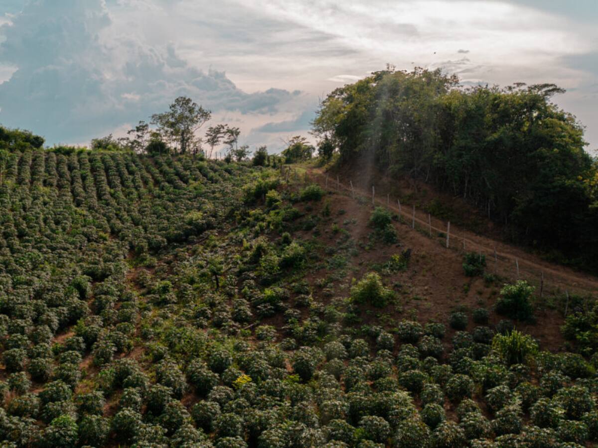 Más de cinco mil hectáreas se han visto afectadas en el Huila, por la temporada de sequía