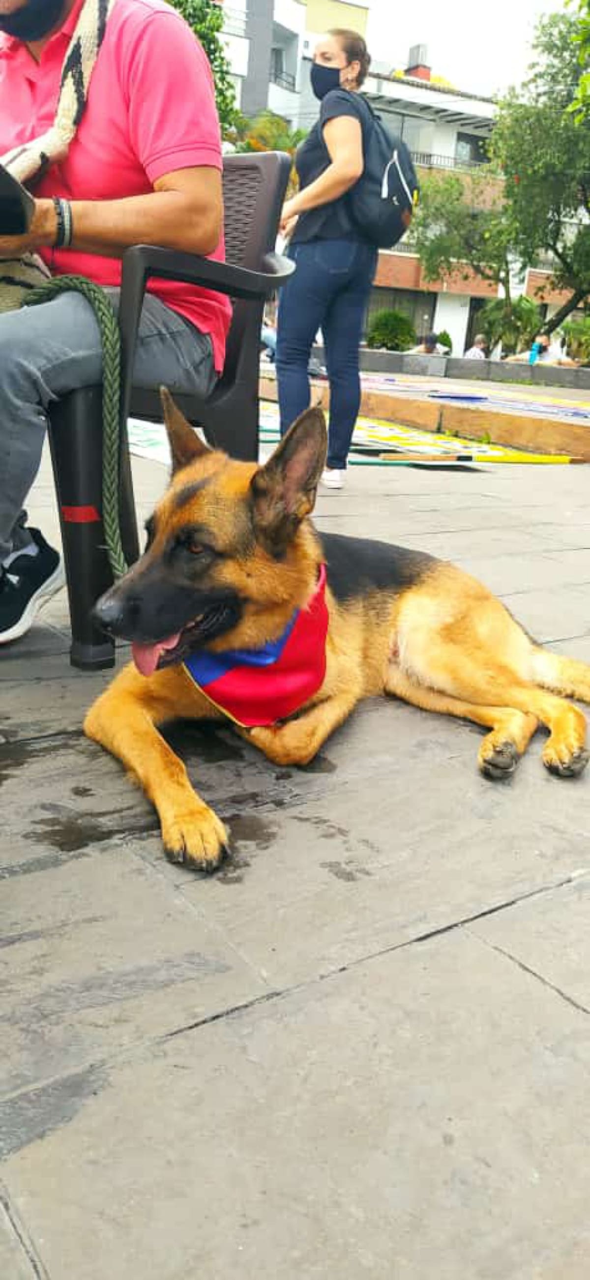 Los perros también fueron protagonistas en la marcha en Armenia