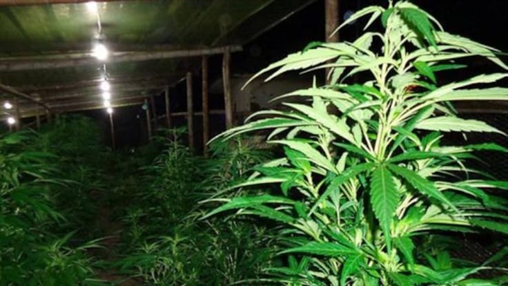 Conservadores apoyarían uso de marihuana con fines médicos