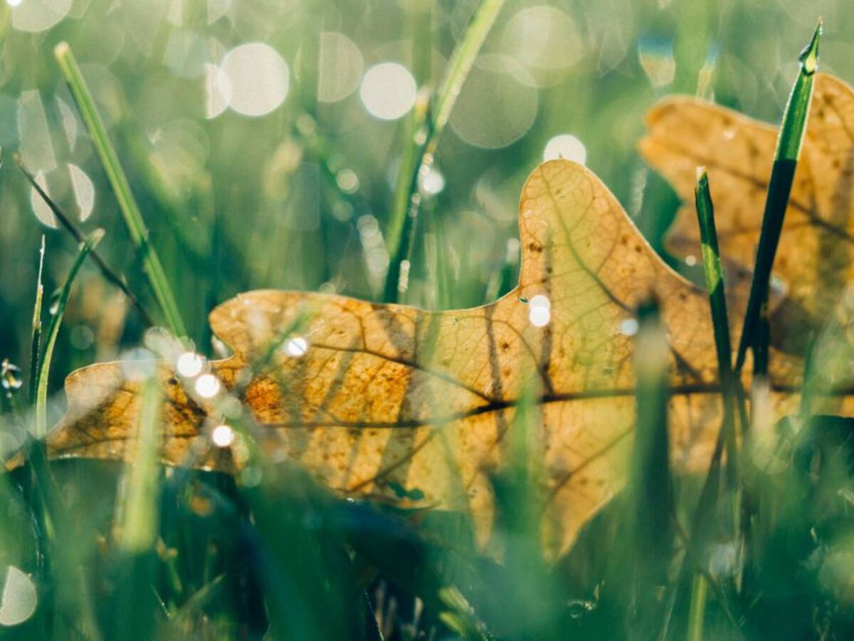 ¿Cómo toma usted la pandemia?