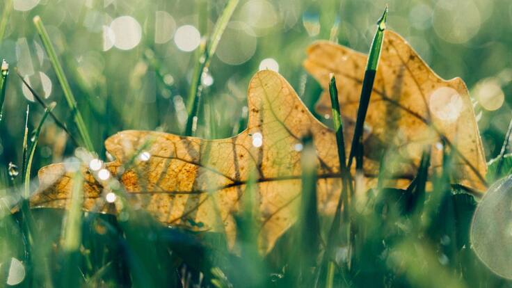 ¿Cómo toma usted la pandemia?
