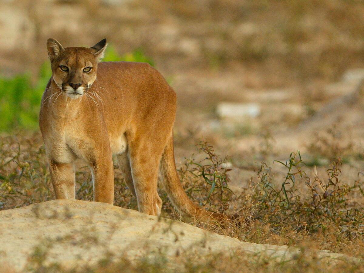 Corantioquia atendió la petición de René Higuita para salvar a 2 pumas en Yondó