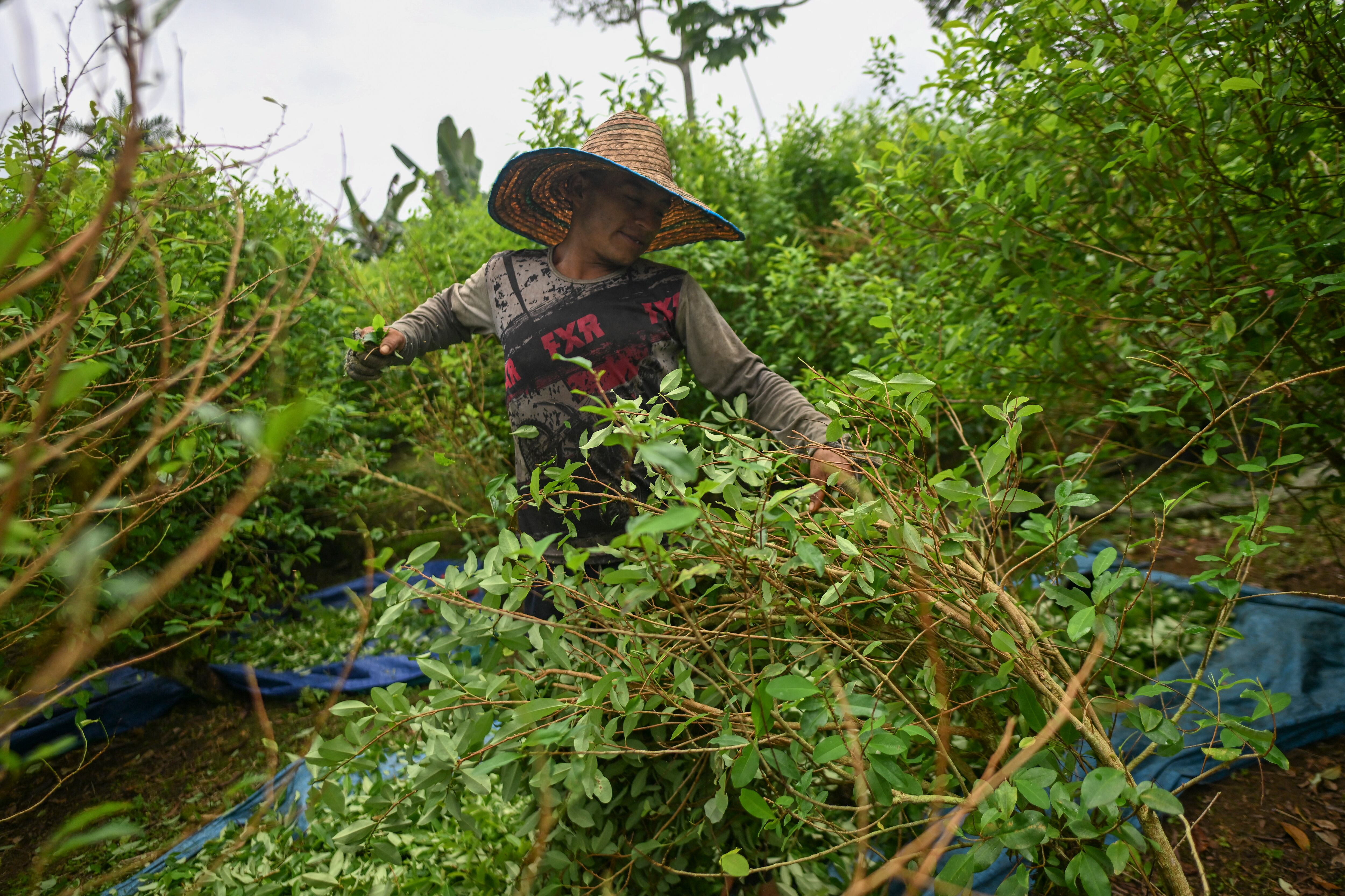 Campo de hojas de coca en Llorente, Tumaco, departamento de Nariño, Colombia. Foto: JOAQUIN SARMIENTO/AFP via Getty Images