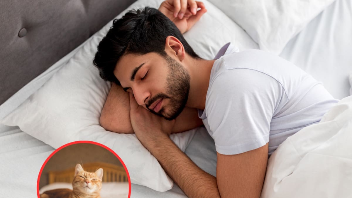 Soñar con gatos: ¿qué significa? Esto dice la ciencia
