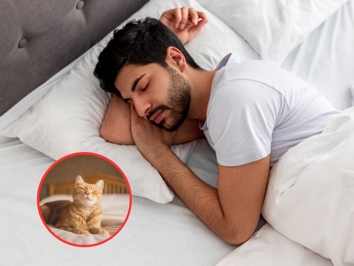 Soñar con gatos: ¿qué significa? Esto dice la ciencia