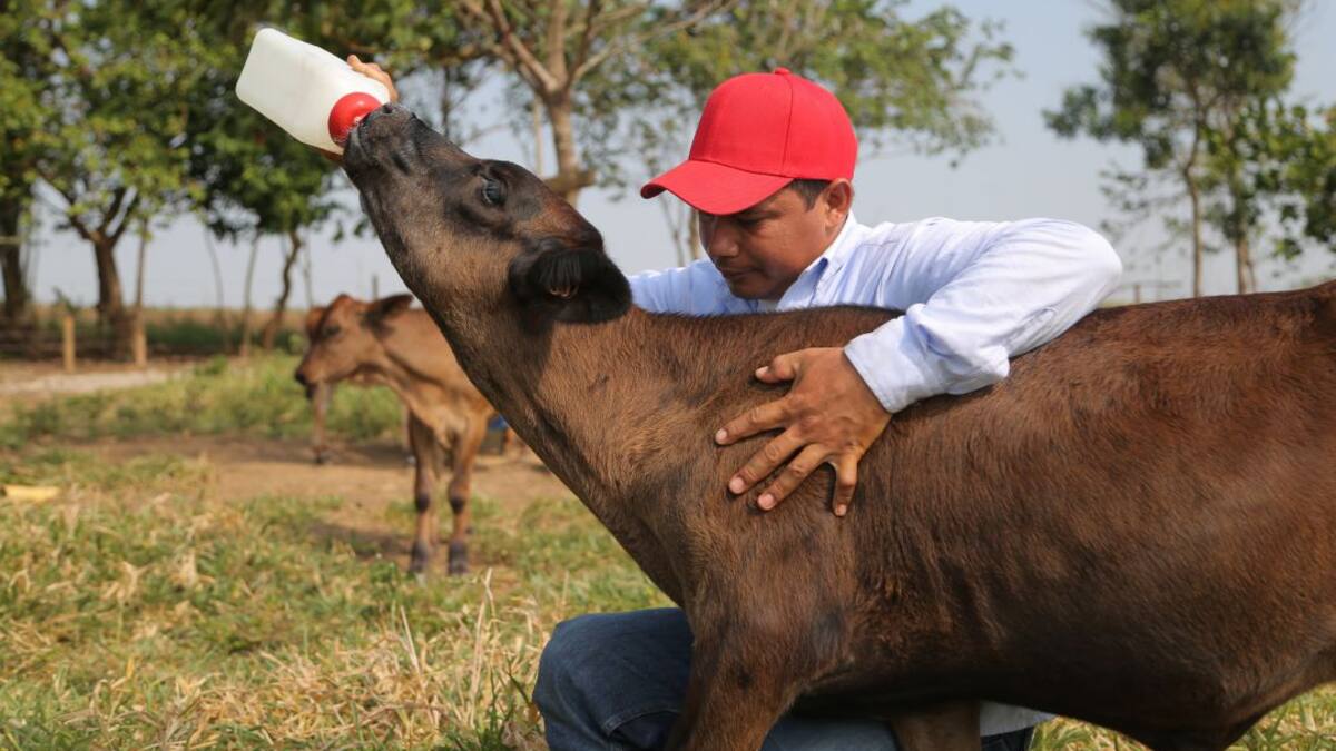 Alianza para una producción sostenible de leche en el Cesar