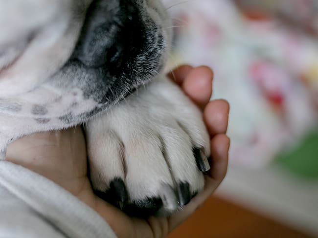 Fallecimiento de una mascota, imagen de referencia (Getty Images).
