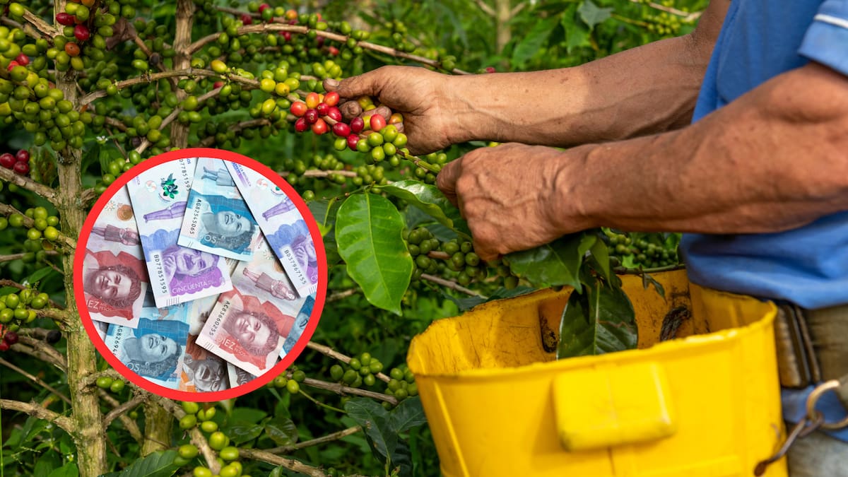 Colpensiones realizará jornada de orientación para caficultores de Nariño