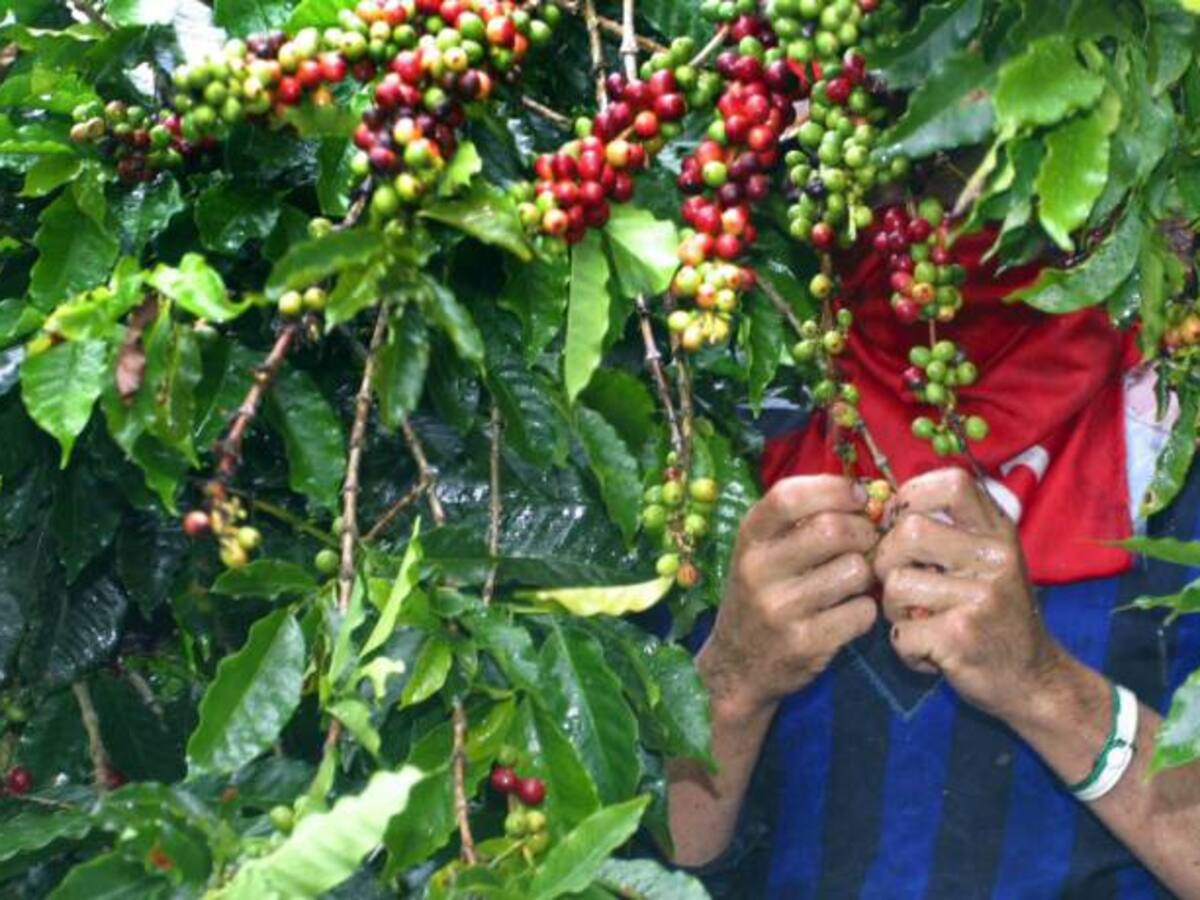 Más de 1 millón de sacos de café se pierden en el Huila