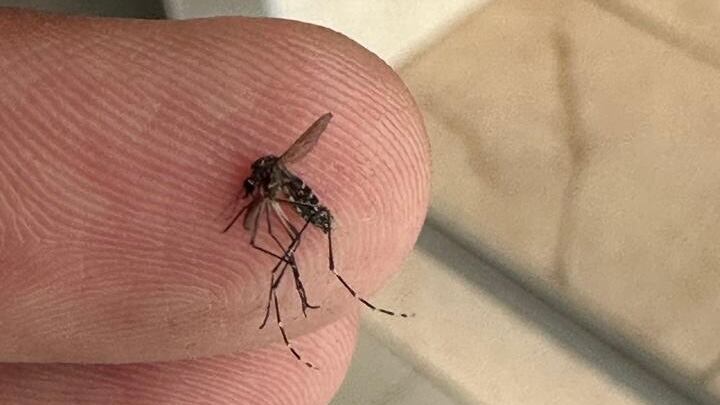 33.8% menos casos de dengue que el año anterior, en la semana 16