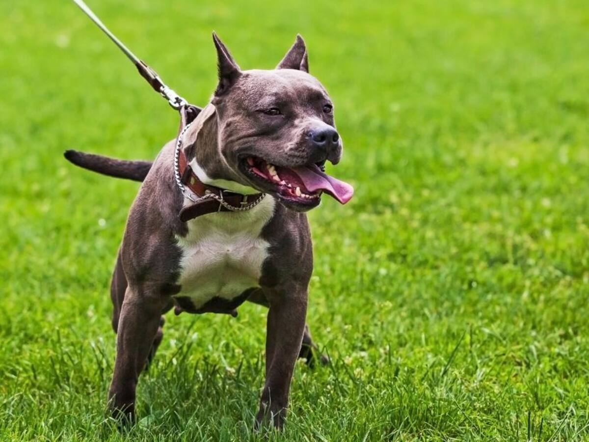 Capturan a hombre que quemó vivo un perro raza Pitbull