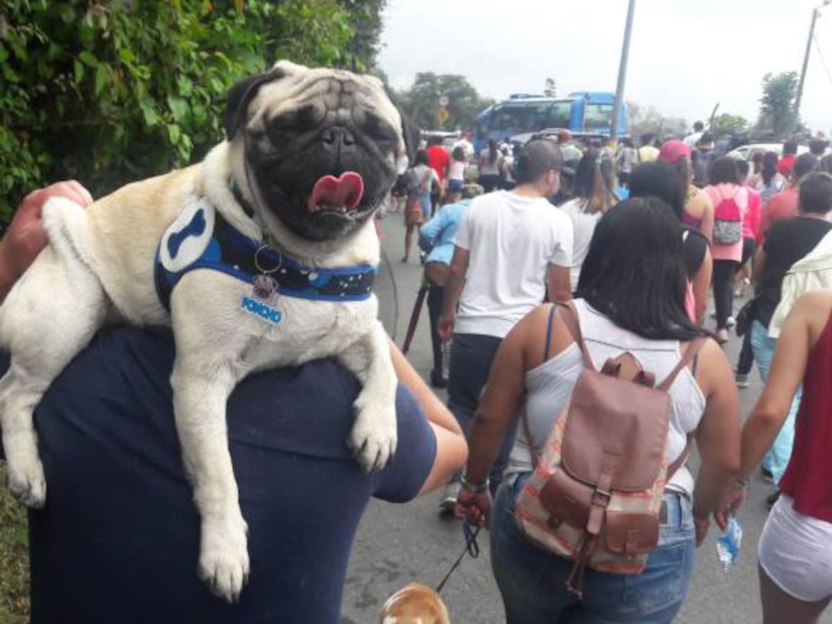12 mil personas marcharon con sus mascotas