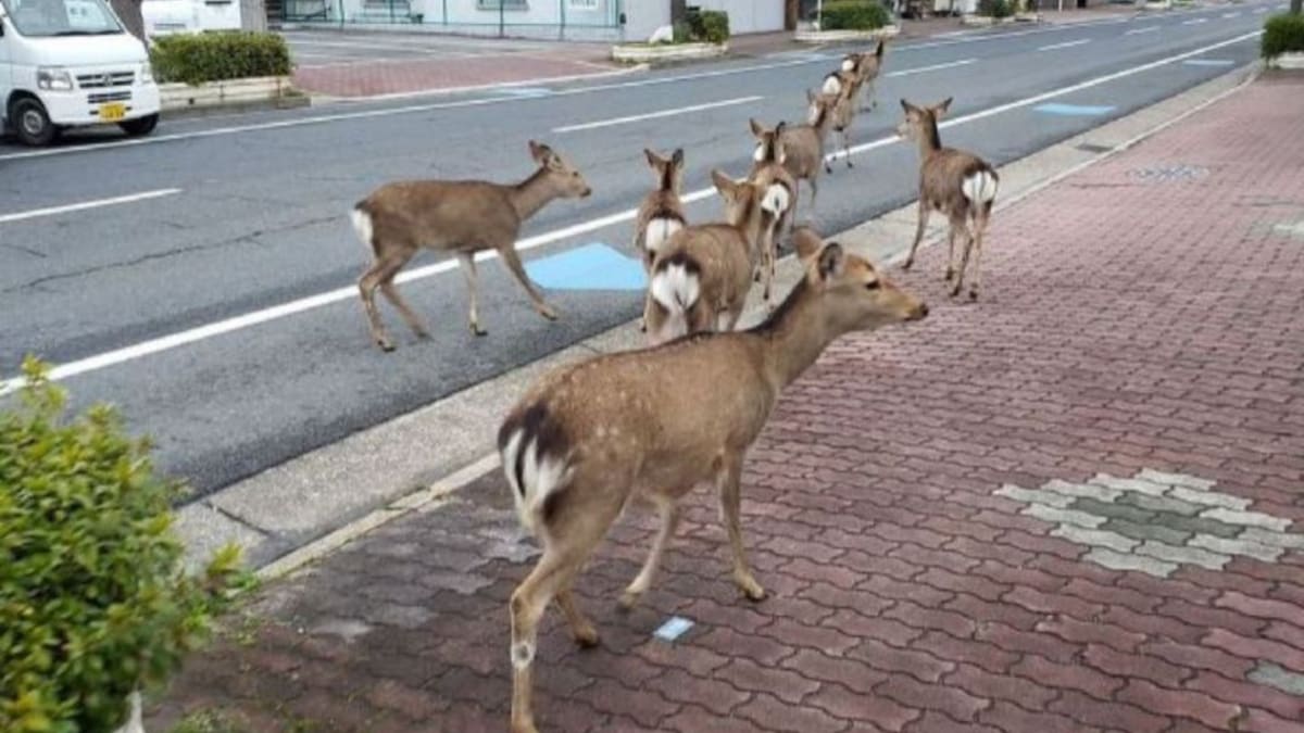 ¿Por qué llegan animales silvestres a las ciudades?