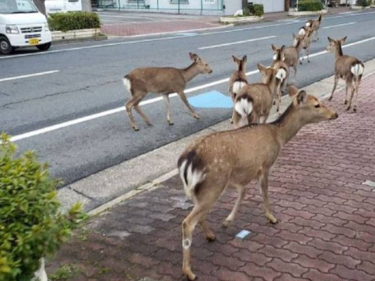 ¿Por qué llegan animales silvestres a las ciudades?