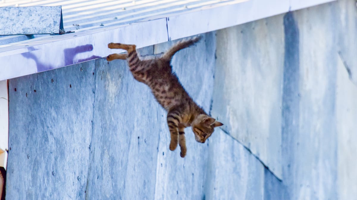 ¿Los gatos siempre caen de pie? Esta sería la razón científica