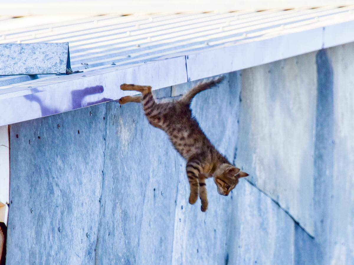 ¿Los gatos siempre caen de pie? Esta sería la razón científica