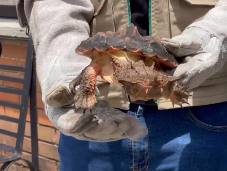 Incautación y recuperación de tortuga en Armenia. Foto Cortesía CRQ