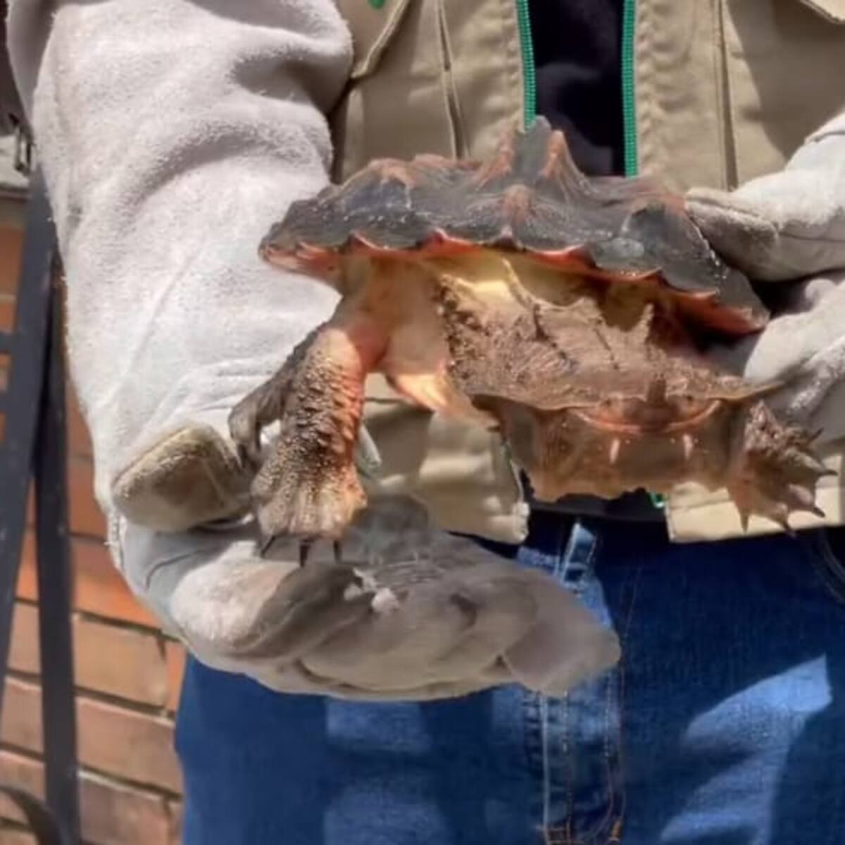 En Quindío incautan por primera vez una tortuga originaria de la región amazónica