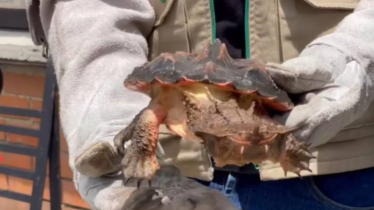 En Quindío incautan por primera vez una tortuga originaria de la región amazónica