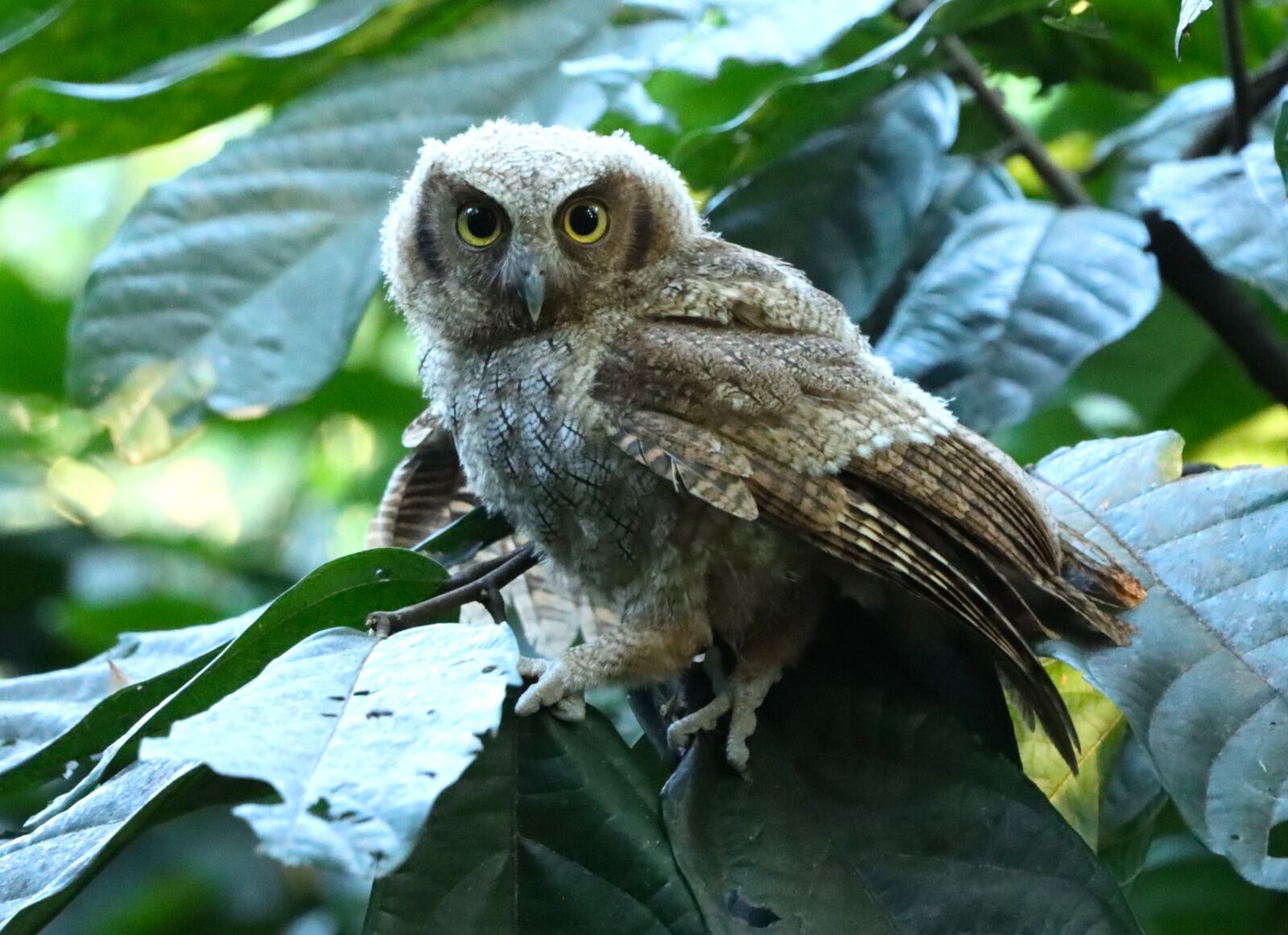 Más de 600 animales silvestres fueron rehabilitados y liberados en su hábitat natural en el Huila. Foto CAM