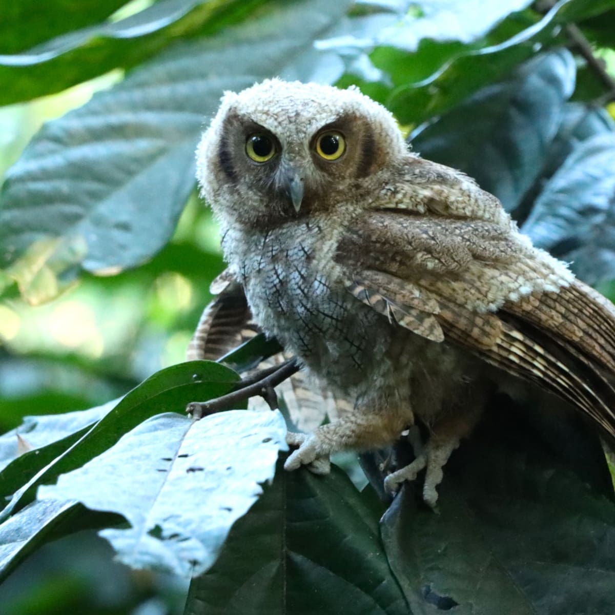 Huila supera las 600 liberaciones de animales silvestres en lo corrido del 2026