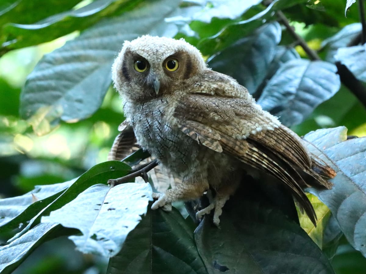 Huila supera las 600 liberaciones de animales silvestres en lo corrido del 2026