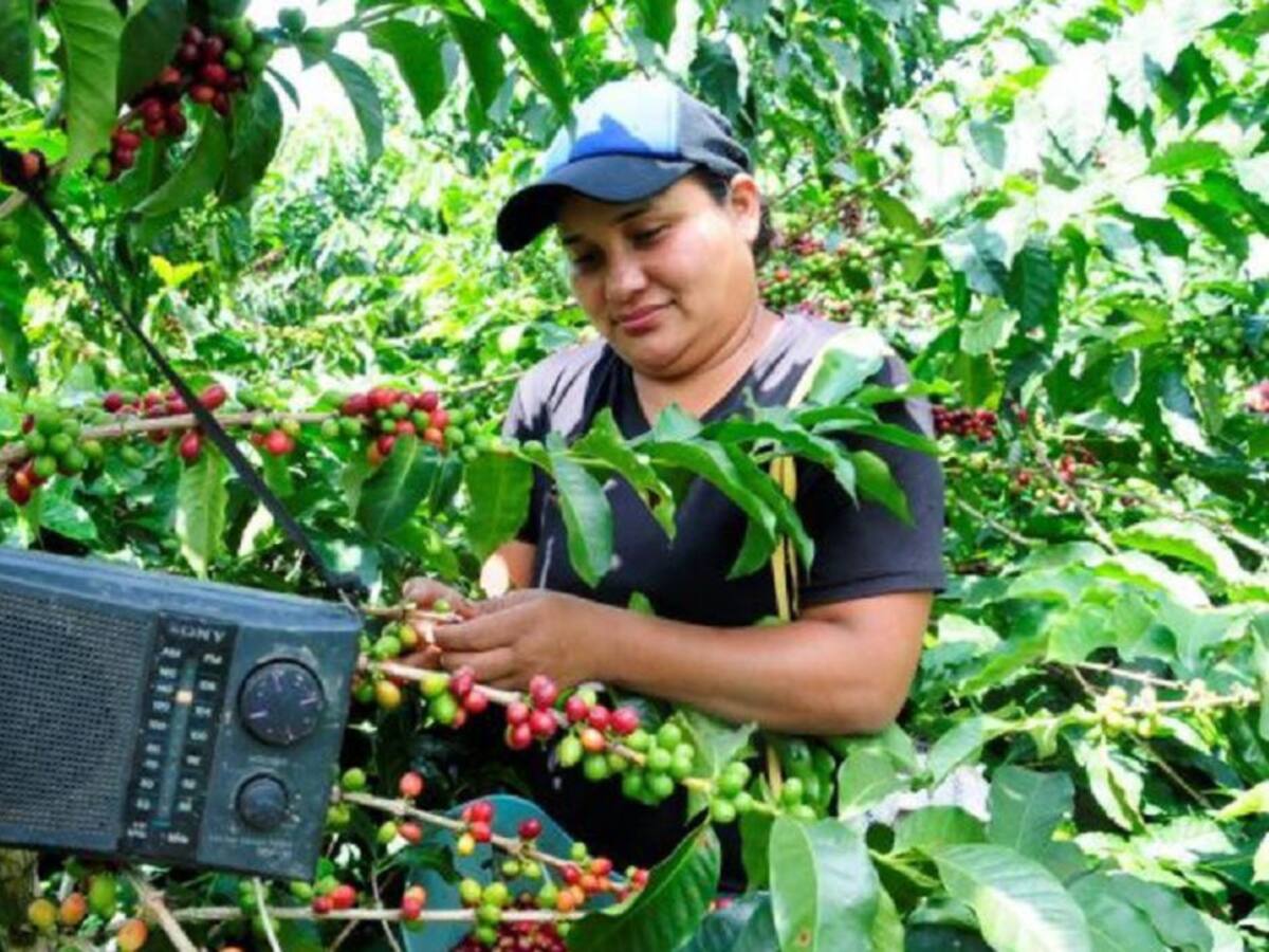 Gremio cafetero, vigilado en el cumplimiento de protocolos de bioseguridad