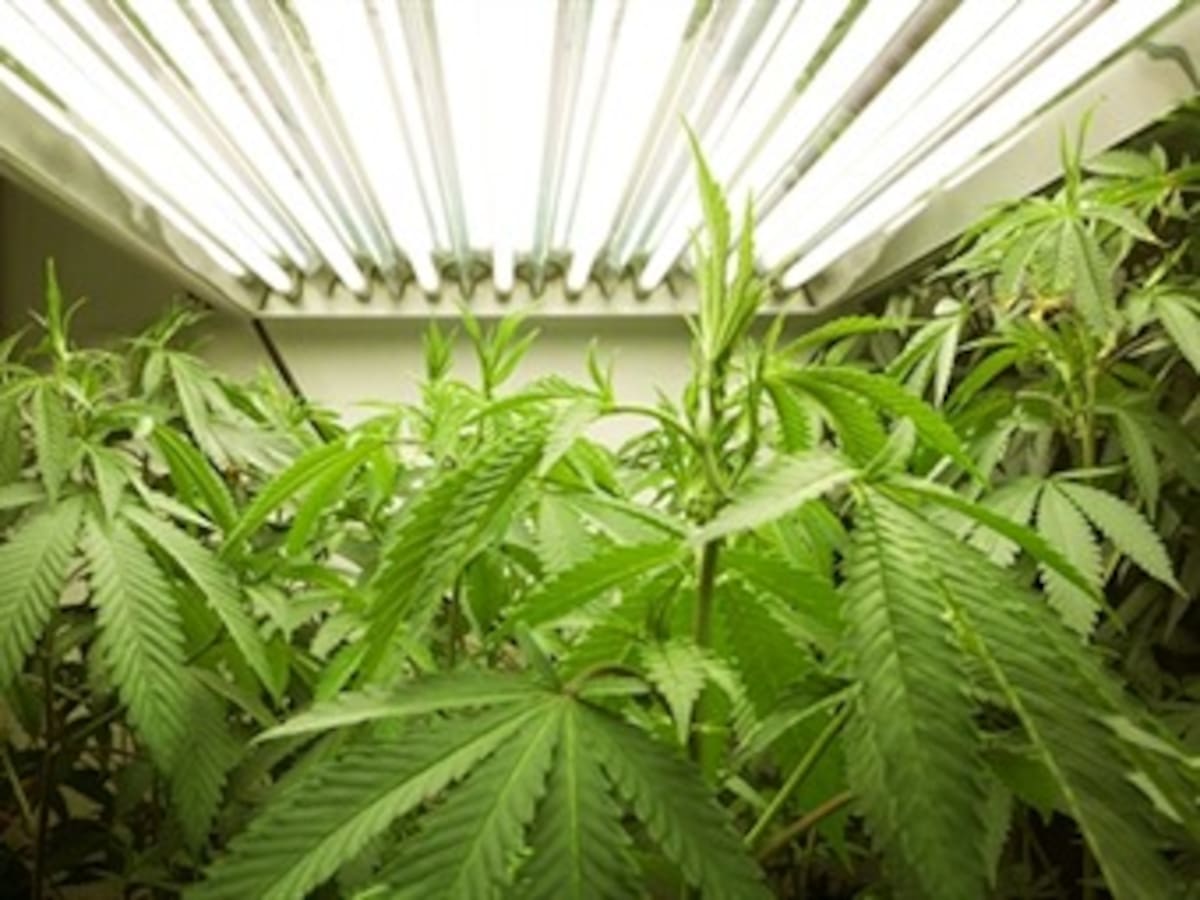 Venezuela estudia legalización de marihuana tras aprobación en Uruguay