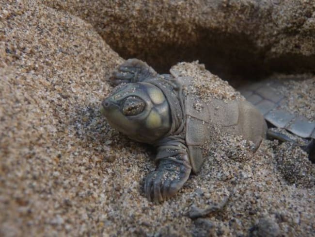 En el Huila rescatan tortugas traídas de la costa caribe colombiana