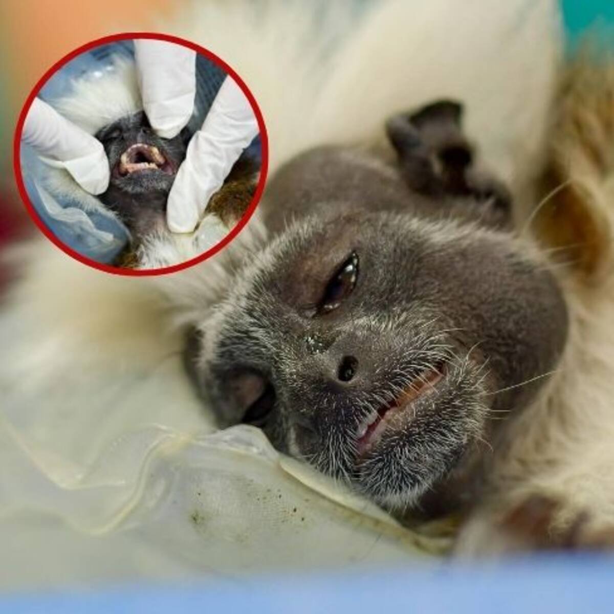 ¡Indignante! A mono Tití le limaron los dientes y no podrá regresar a su hábitat