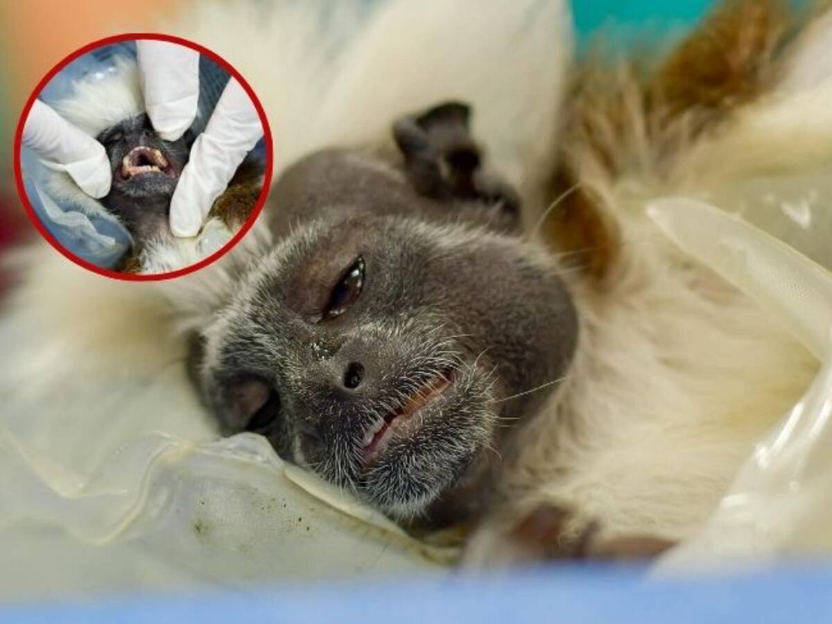 ¡Indignante! A mono Tití le limaron los dientes y no podrá regresar a su hábitat