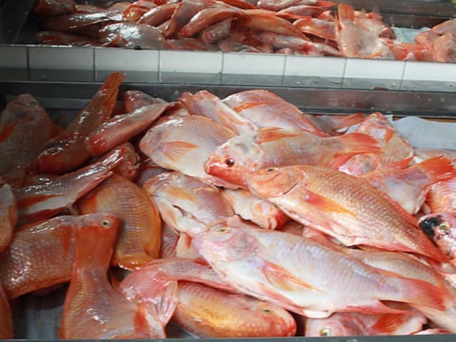Oferta de pescado está garantizada para el jueves y viernes santos