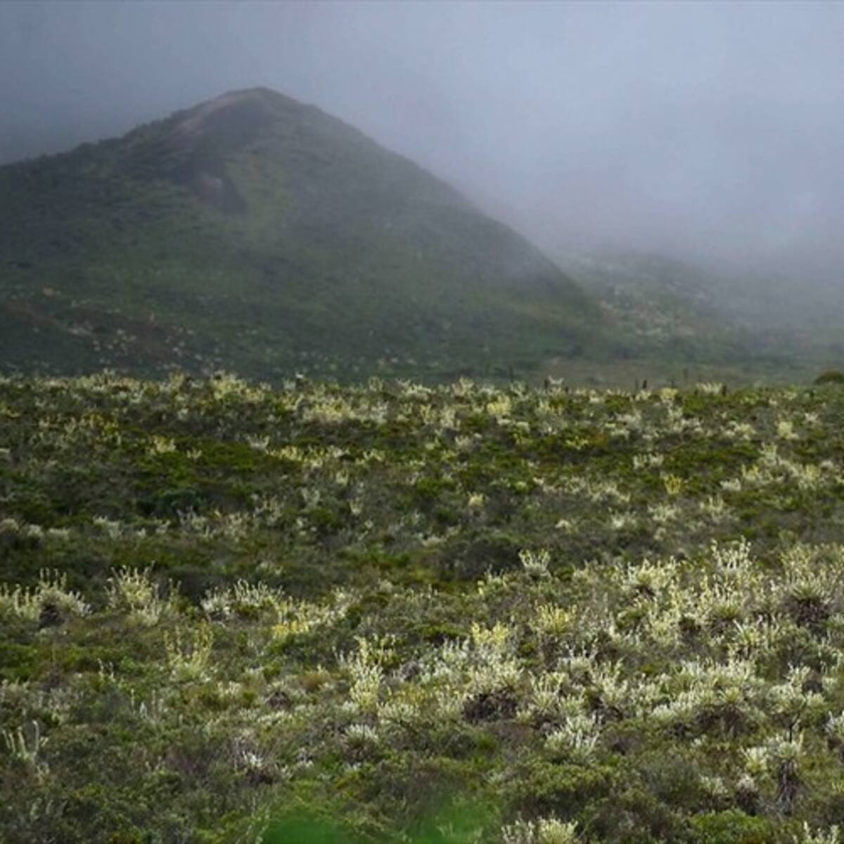 Campesinos esperan que con la delimitación del Páramo de Pisba no los saquen