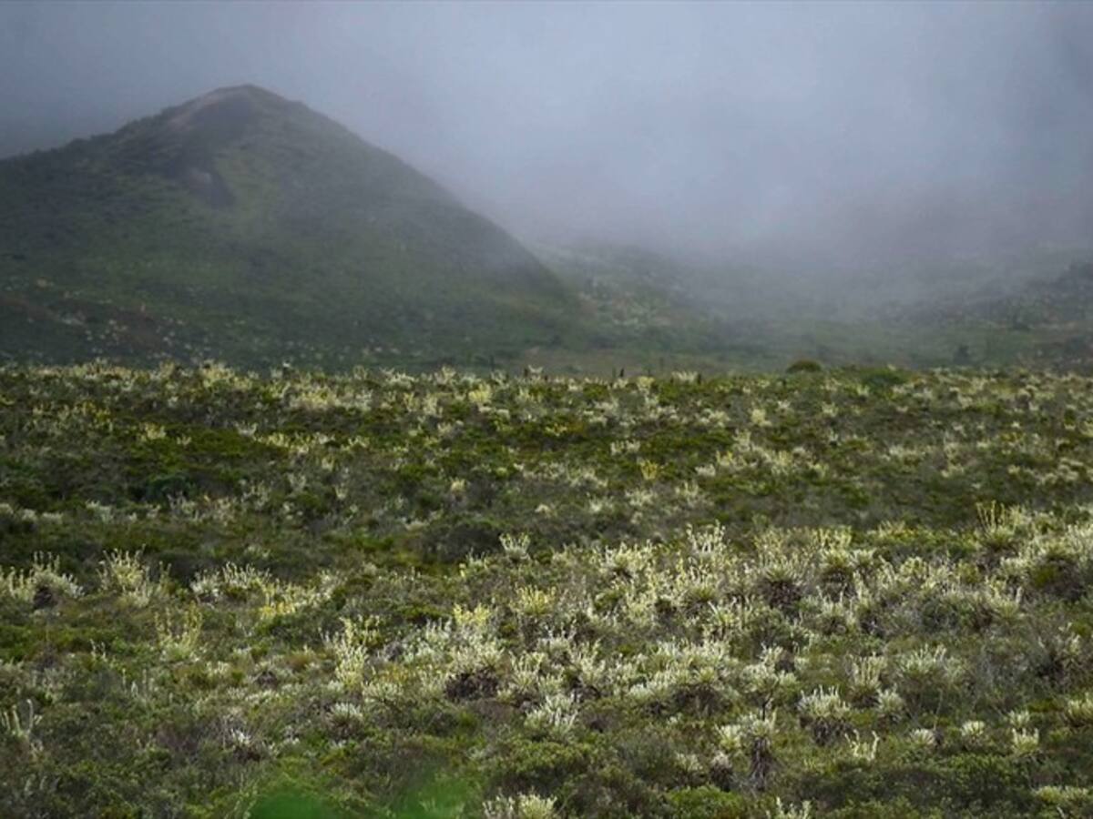 Campesinos esperan que con la delimitación del Páramo de Pisba no los saquen