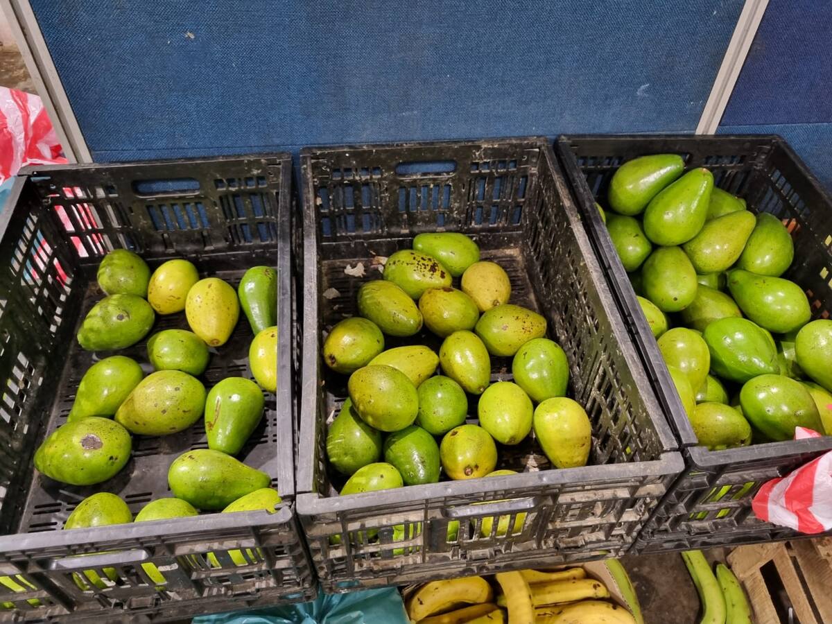 Se incrementa el precio del aguacate en Barranquilla
