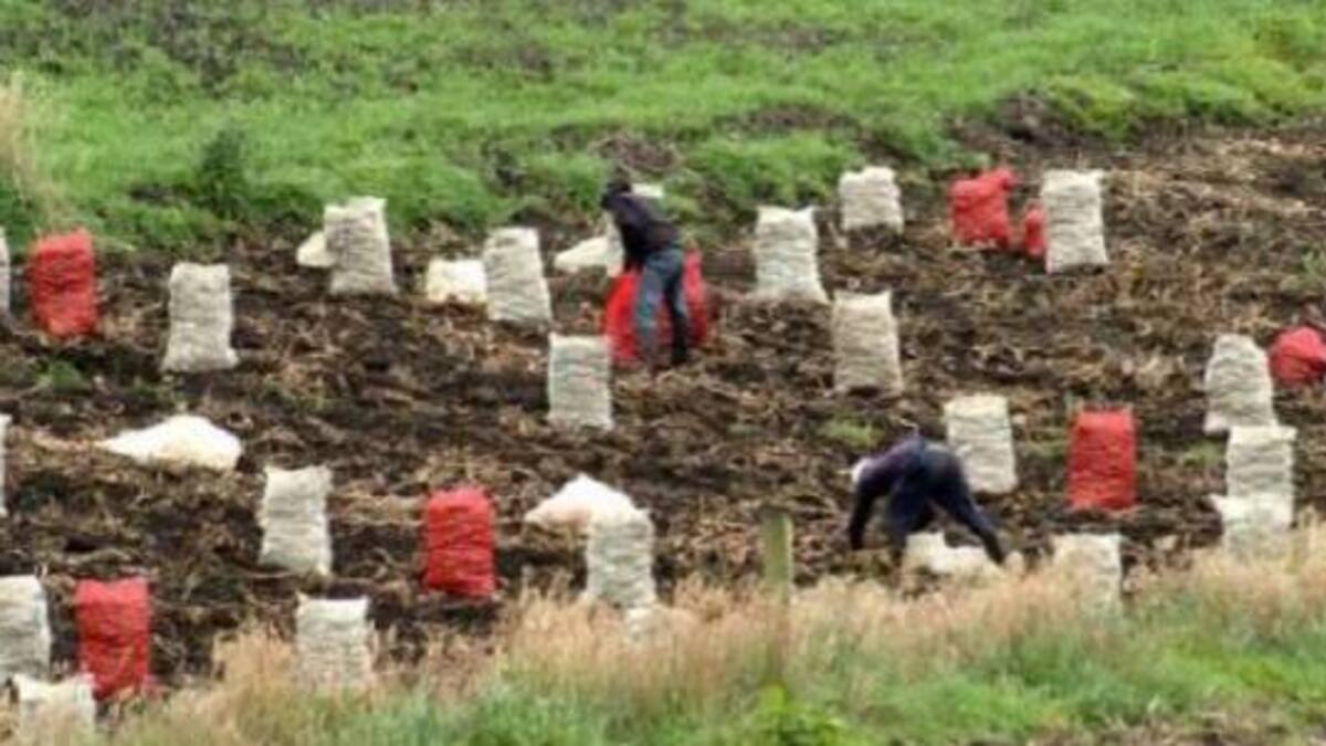 ¿Cómo hacer más fácil el duro trabajo en el campo?