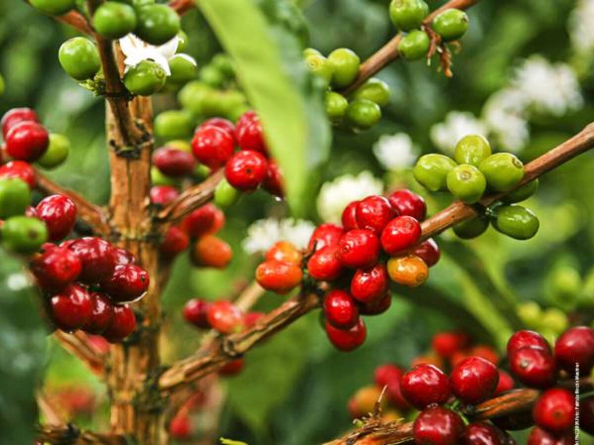 Cafeteros del país pedirán ayuda al gobierno nacional