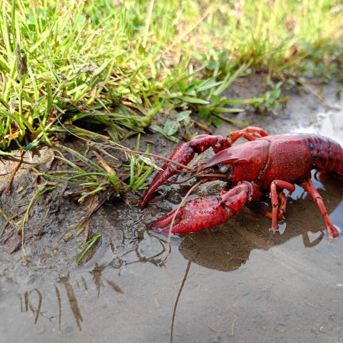 La Alcaldía de Rionegro alerta por los riesgos de cangrejo invasor