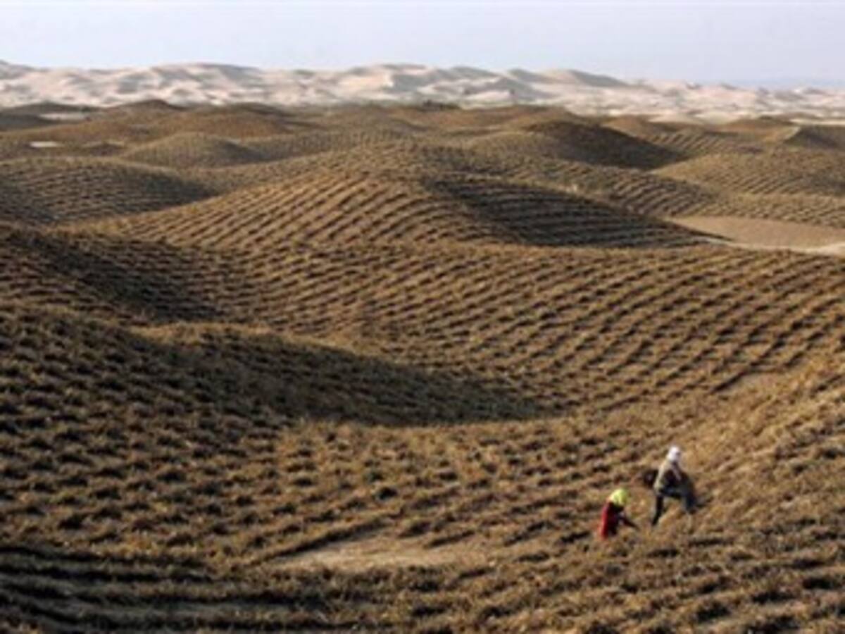 Escape de gasolina causa el mayor desastre a una reserva natural en Israel