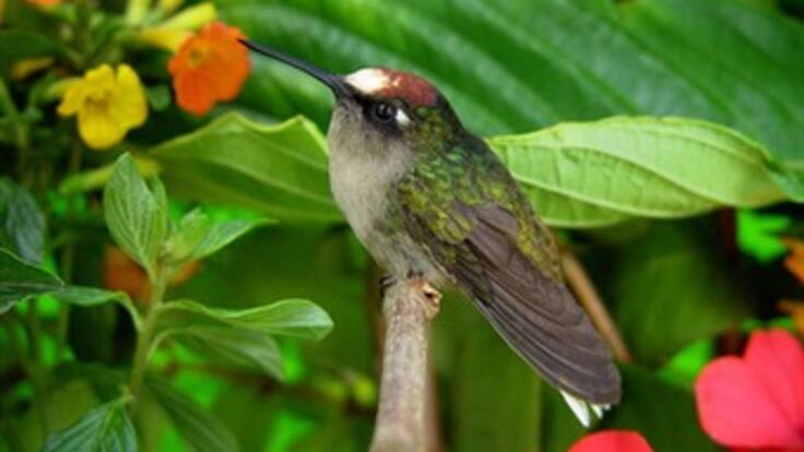 Colombia tiene más de 1900 especies de aves