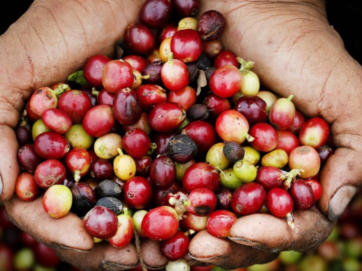 Producción de café en el 2016 podría superar los 14,5 millones de sacos