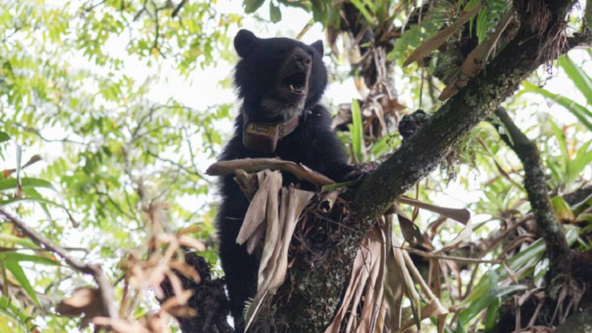 Extraña muerte de una osita en Boyacá; llaman a proteger la fauna