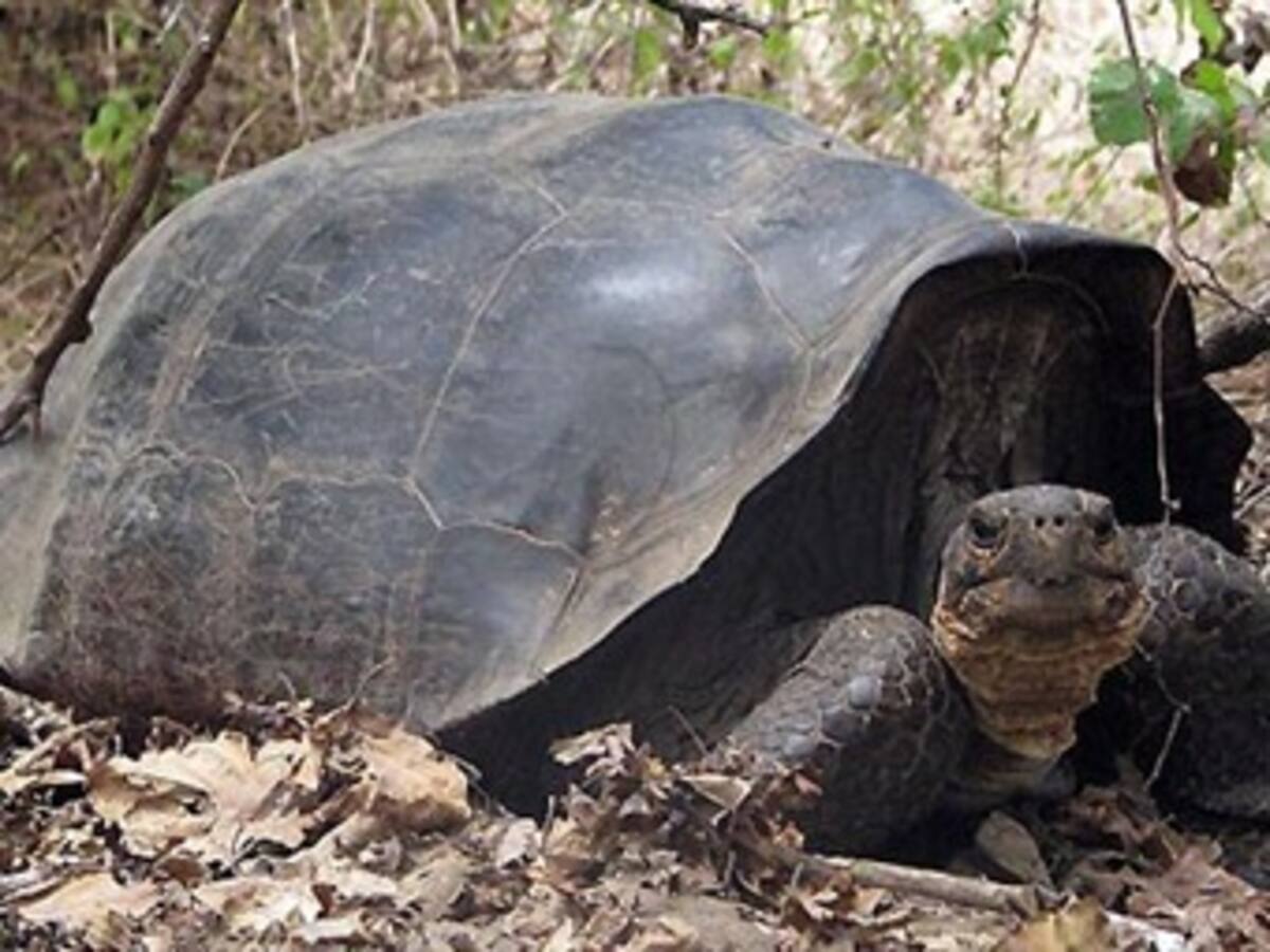 Hallan indicios genéticos de tortugas que se creían extintas hace 150 años