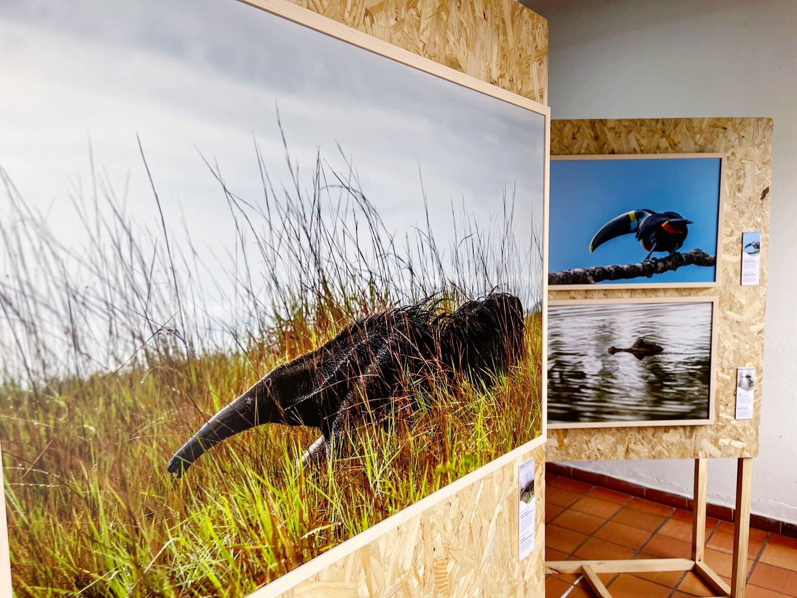 Cortesía: Federico Ríos “Orinoquía, legado llanero”