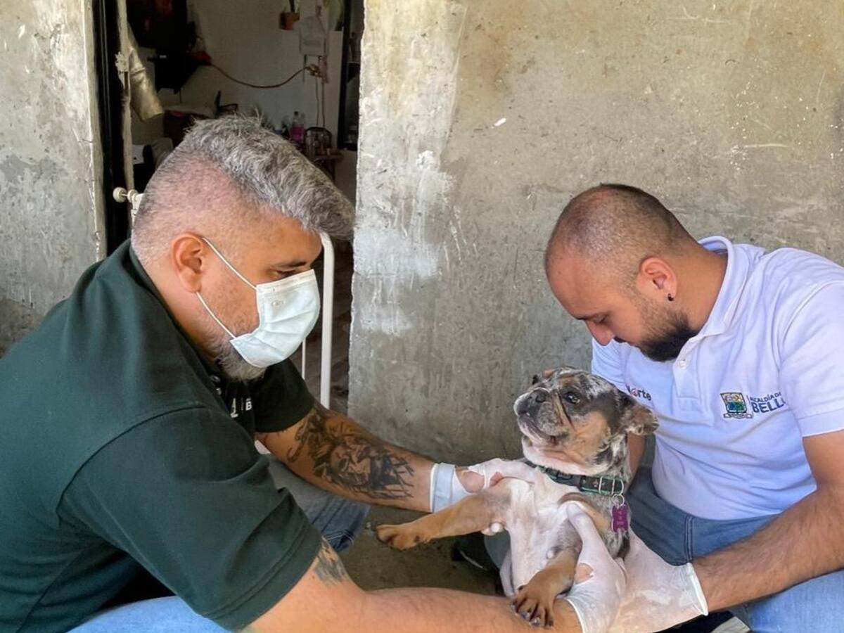 Administración de Bello verifica estado de dos perros en Santa Rita tras denuncia difundida en redes