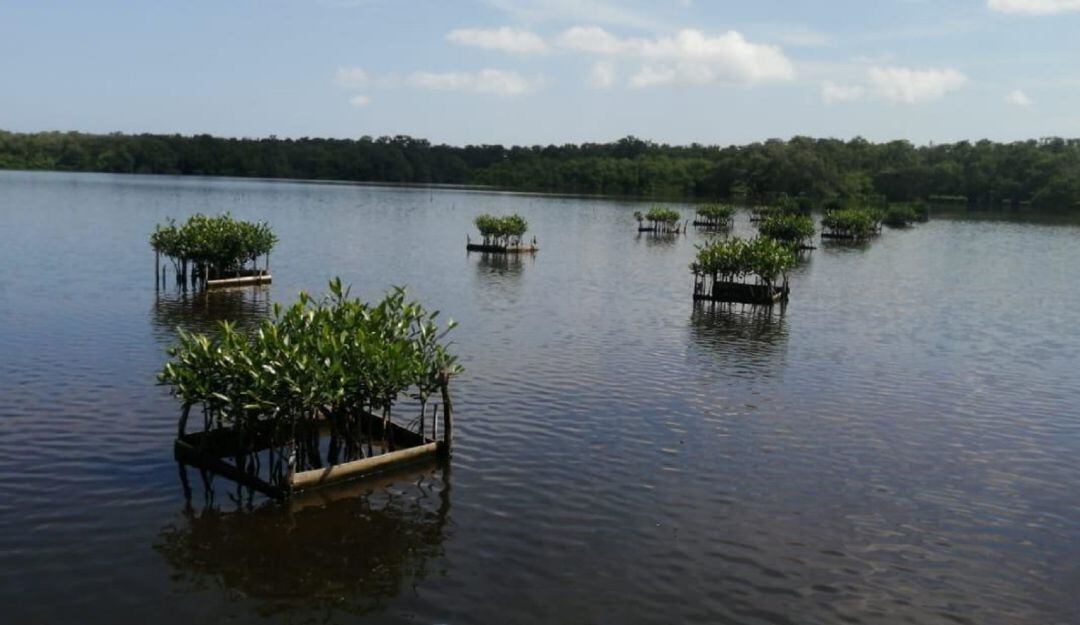 Estas plantas fueron distribuidas en 34,4 hectáreas de la Ciénaga de La Virgen
