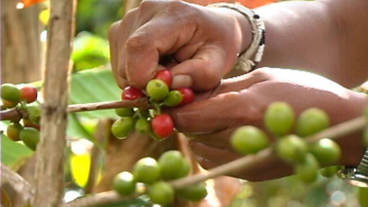 En Alemania promocionan el café de la Sierra Nevada