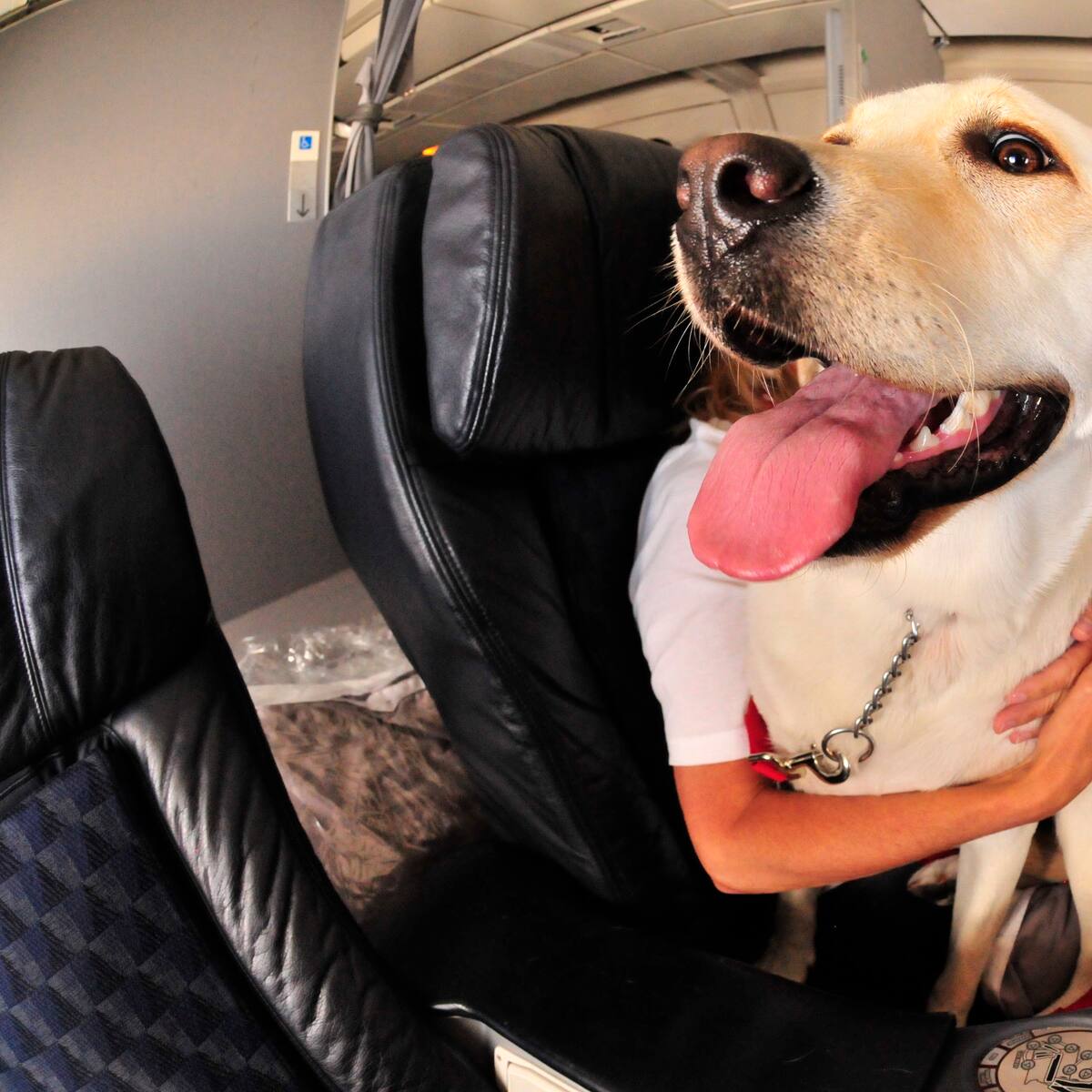 ¿Cómo viajar con un perro grande en la cabina de un avión? Estos son los requisitos