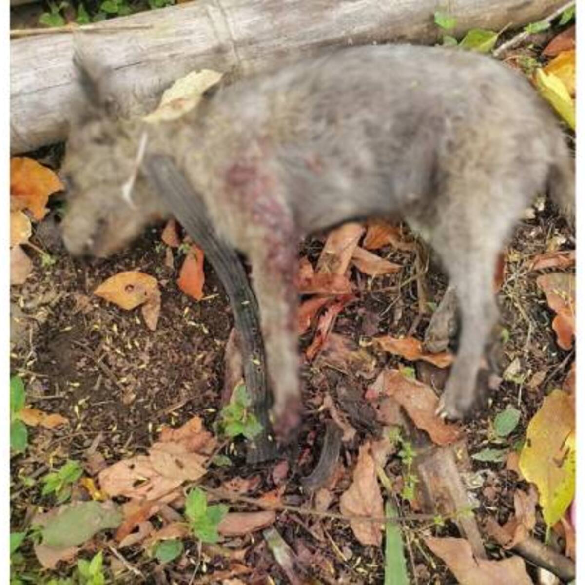 Al parecer por matar una chivita, fue asesinado un perro en zona rural de Circasia, Quindío
