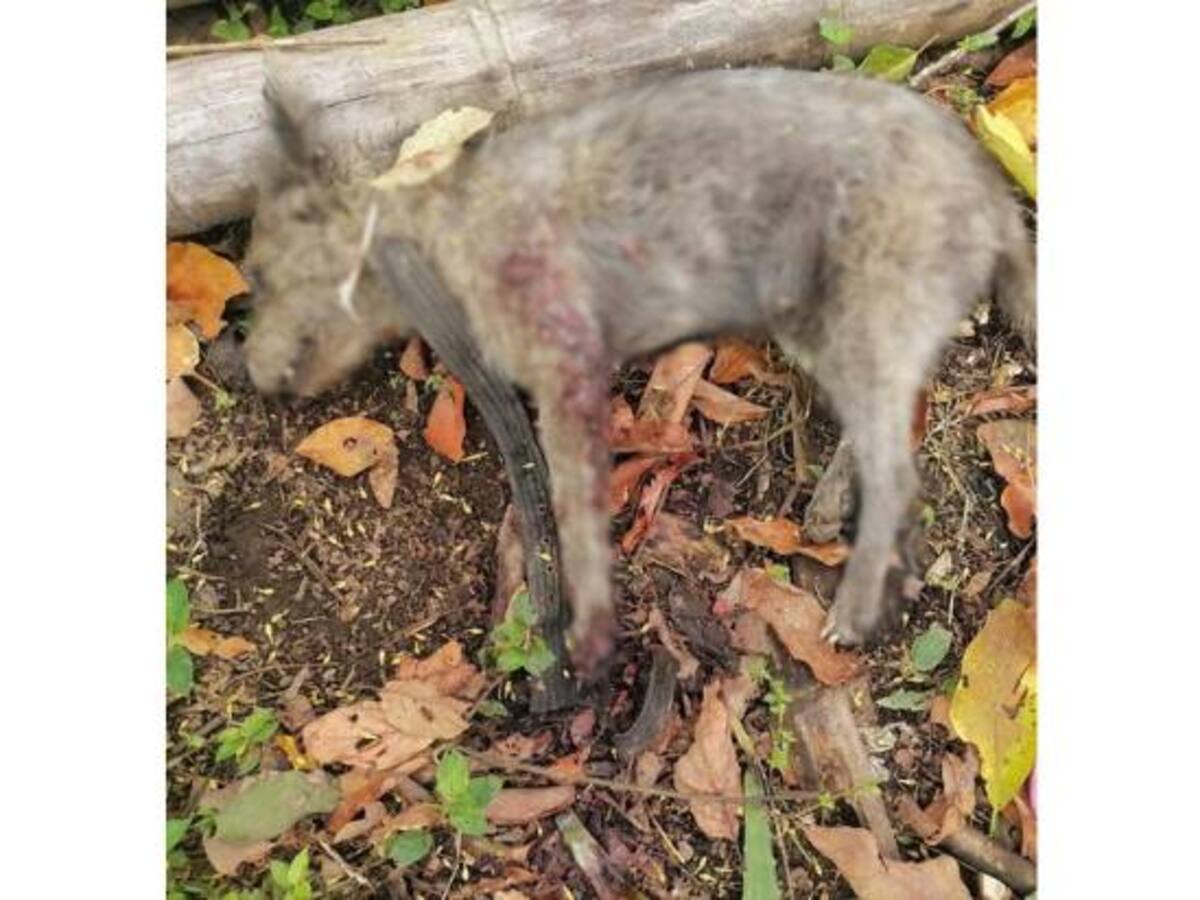Al parecer por matar una chivita, fue asesinado un perro en zona rural de Circasia, Quindío
